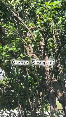 Drama kucing 