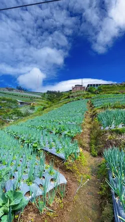Sayur