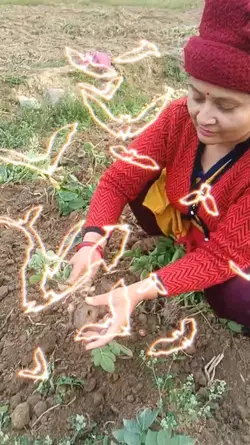 potato