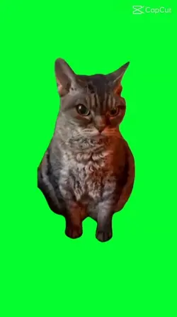 gatto