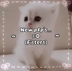 New pfp cute cat