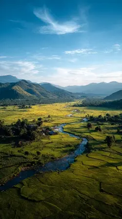 sawah