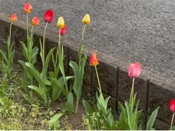 大天使の日常
