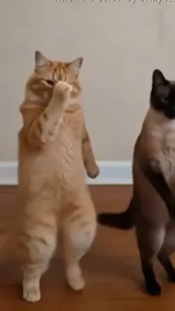 Funny Dance Cat