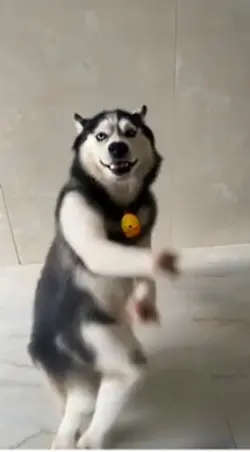 Dance
