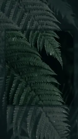 CINEMATIC LUNA BALA