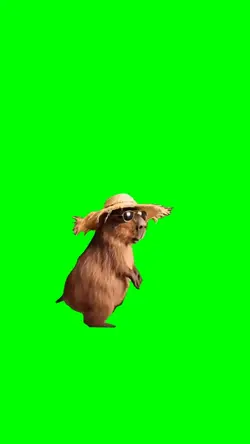 Capybara Dancing