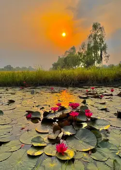 ផ្កាឈូករហង់រំចង់រាយ