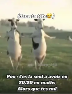 Vache 20/20