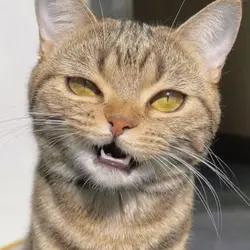 cats edit smooth