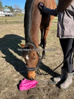 MY HORSEY IS A CHAMP