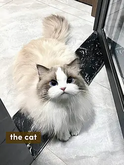 the cat vs the owner