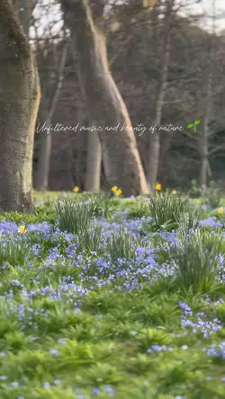 Music of nature