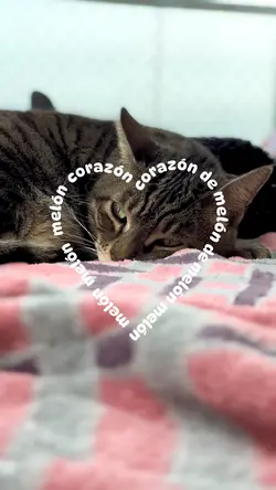 Corazón de Melón