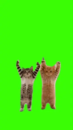 Cat/Gato