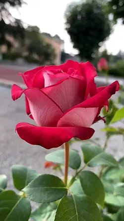 হিংসা পতনের মুল