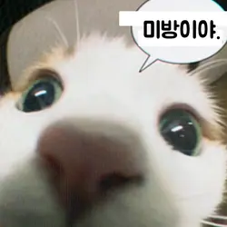ㅅㅈㅅㄱ