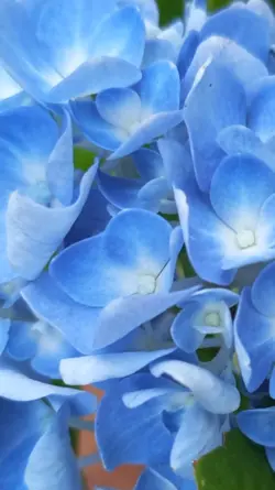 Blue Aesthetic
