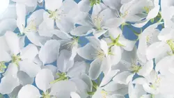 flowers intro ²⁴