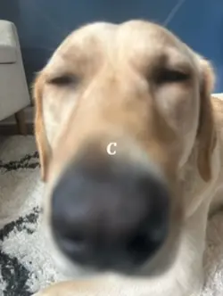 My dog!!