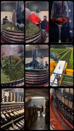 Wine