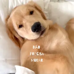 Não precisa mudar 🐶
