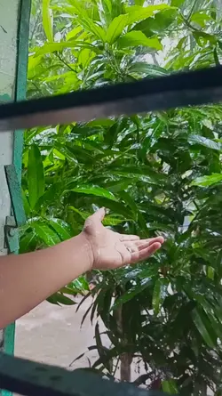 বৃষ্টি ভেজা বিকালে 