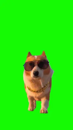 dog cat