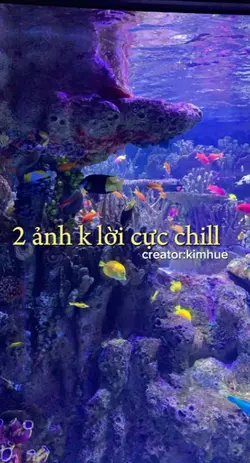 2 ảnh k lời