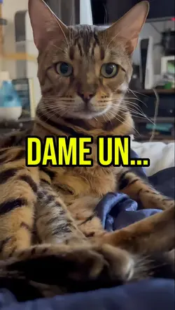 Dame un…