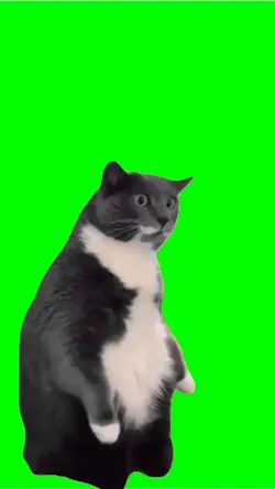shocked cat