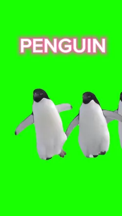Pingouin funny
