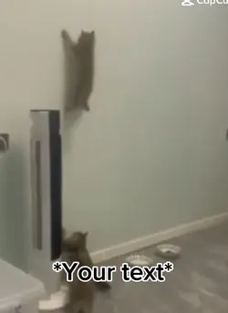 Cat meme