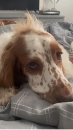 Sad eyes 