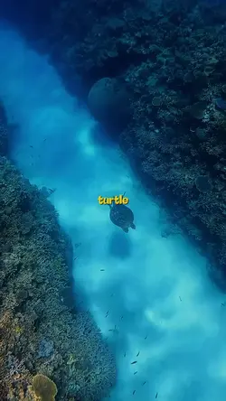TURTLE THEORY 