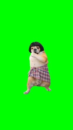 Funny dog dance