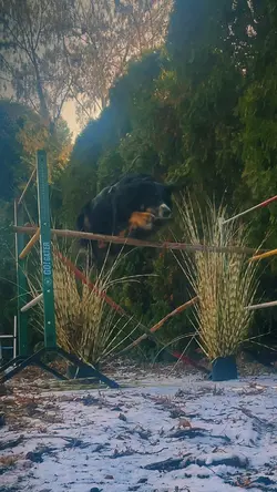 flying fr 🙌✨🐾