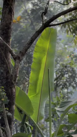 CINEMATIC KECE