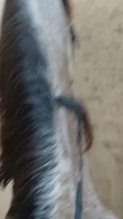 konie