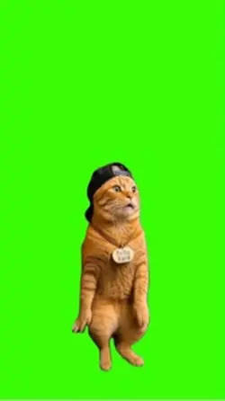 Cat/Gato
