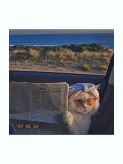 kucing