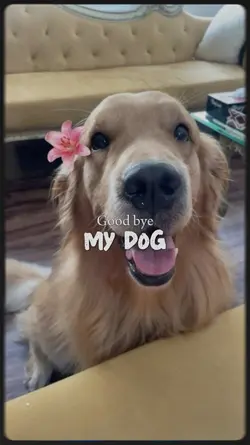 good bye my dog