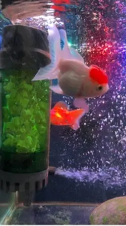 Aquarium
