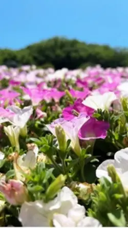 花と光の楽園✨🥀