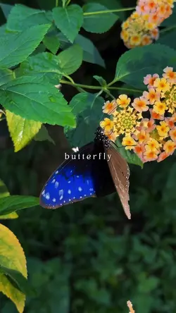 butterfly