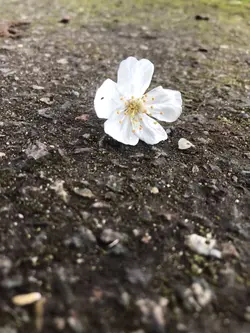Little “girl”