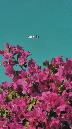 Allah'a güven.