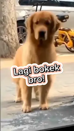 lagi bokek