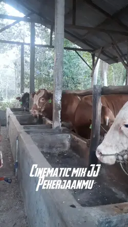 Cinematic Sapi Nih