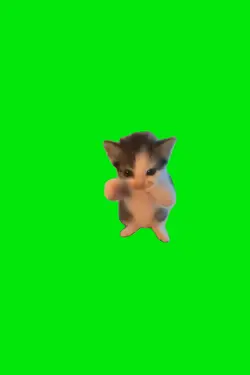 kicau mania kucing